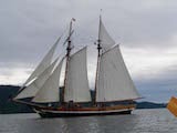 Pacific Swift